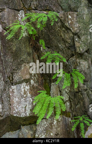 Western felce capelvenere, Adiantum aleuticum, che cresce su una roccia umida la faccia nel Hoh Rain Forest lungo la Hoh River Trail nel Parco Nazionale di Olympic, W Foto Stock