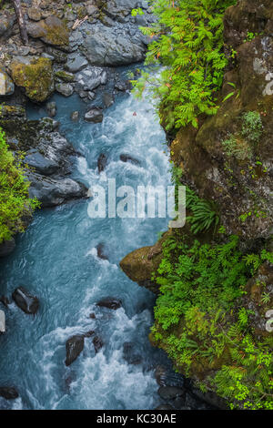 Hoh River Trail fino al Blue Glacier, all'Olympic National Park, allo stato di Washington, Stati Uniti Foto Stock