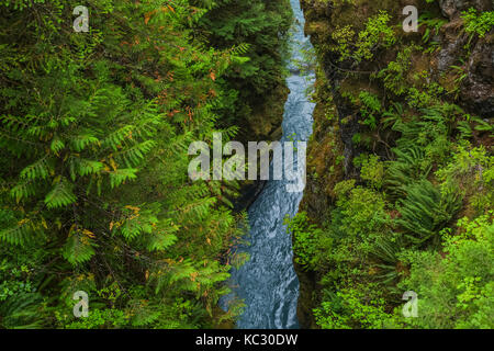 Hoh River Trail fino al Blue Glacier, all'Olympic National Park, allo stato di Washington, Stati Uniti Foto Stock