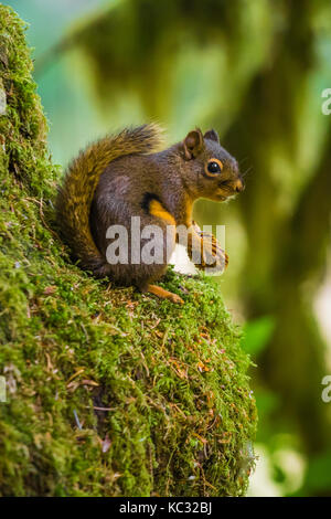 Chickaree, aka Douglas scoiattolo, Tamiasciurus douglasii, si nutrono di semi da un Sitka Spruce, Picea sitchensis, il cono nel Hoh Rain Forest lungo il Foto Stock