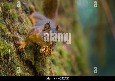 Chickaree, aka Douglas scoiattolo, Tamiasciurus douglasii, si nutrono di semi da un Sitka Spruce, Picea sitchensis, il cono nel Hoh Rain Forest lungo il Foto Stock