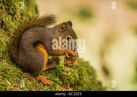 Chickaree, aka Douglas scoiattolo, Tamiasciurus douglasii, si nutrono di semi da un Sitka Spruce, Picea sitchensis, il cono nel Hoh Rain Forest lungo il Foto Stock