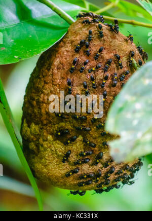 Vista su arnia di api selvatiche nella foresta amazzonica in Brasile Foto Stock