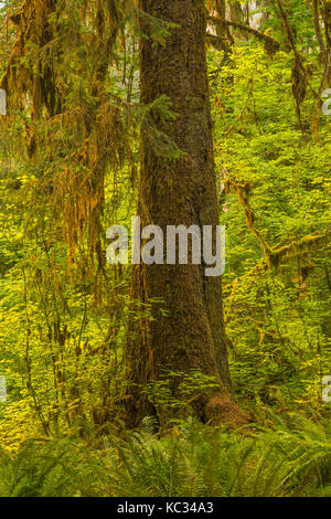Grandi Sitka Spruce, Picea sitchensis, albero nel Hoh Rain Forest lungo la Hoh River Trail nel Parco Nazionale di Olympic, nello Stato di Washington, USA Foto Stock