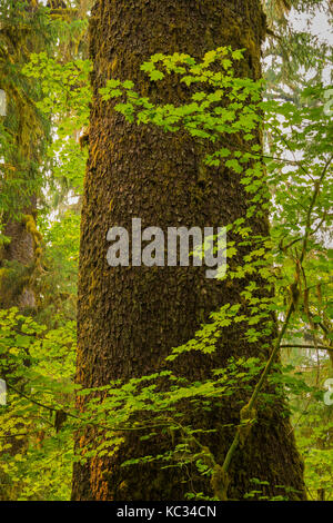Grandi Sitka Spruce, Picea sitchensis, albero nel Hoh Rain Forest, con foglie di un vitigno Acero Acer circinatum, lungo il fiume Hoh Trail in Olympic Foto Stock