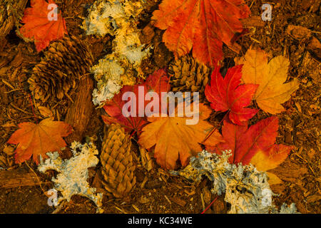 Caduto Vine Maple, Acer circinatum, foglie e Sitka Spruce, Picea sitchensis, coni e licheni in autunno lungo il fiume Hoh Trail nella nazione olimpico Foto Stock