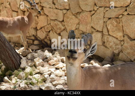 Ibex a beresheet hotel in mitzpe ramon Foto Stock