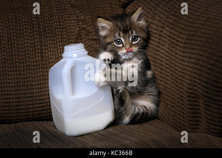 Funny kitten bere latte da un cartone gocciolamento Foto Stock