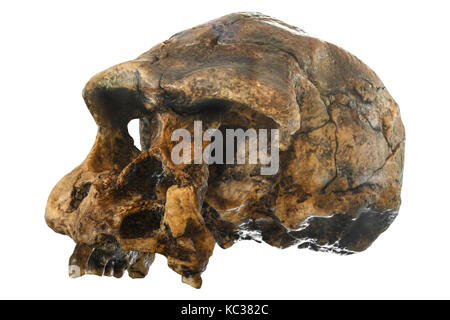 Homo erectus skull ( vista obliqua ) . scoperto nel 1969, sangiran , java , indonesia . datata a 1 milioni di anni fa . Foto Stock