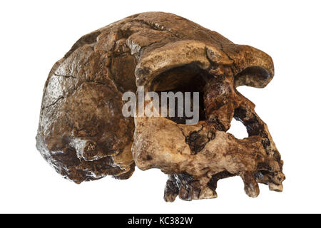 Homo erectus skull ( vista obliqua ) . scoperto nel 1969, sangiran , java , indonesia . datata a 1 milioni di anni fa . Foto Stock