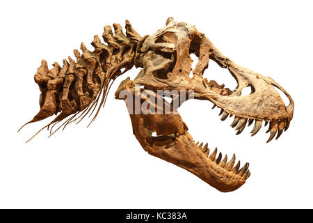 Scheletro del Tyrannosaurus rex ( t-rex ) sullo sfondo isolata . ( Cranio e collo ) . Foto Stock