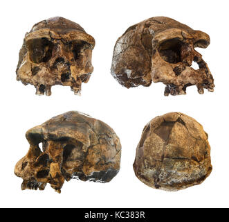 Set di homo erectus skull . scoperto nel 1969, sangiran , java , indonesia . datata a 1 milioni di anni fa . ( Anteriore . lato obliquo . . vista posteriore ) Foto Stock