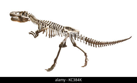 Scheletro di siamotyrannus isanensis ( famiglia di tyrannosauridae ) sullo sfondo isolata . Foto Stock