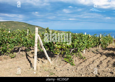 Viaggio in Crimea - vigneto cantina della fattoria di Alushta massandra impianto sulla costa del mar nero in settembre Foto Stock