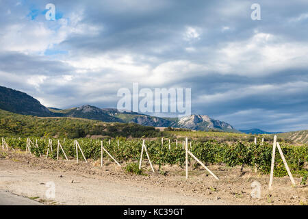 Viaggio in Crimea - Vista del vigneto della Cantina Fattoria alushta di massandra impianto vicino al paese sulla strada della Crimea costa meridionale nel mese di settembre Foto Stock