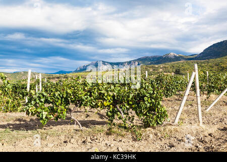 Viaggio in Crimea - vigneto cantina della fattoria di Alushta massandra impianto di Crimea sulla costa meridionale nel mese di settembre Foto Stock