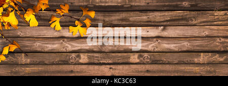 Autunnale di legno sfondo panoramico con foglie di ginkgo biloba, concetto di autunno Foto Stock