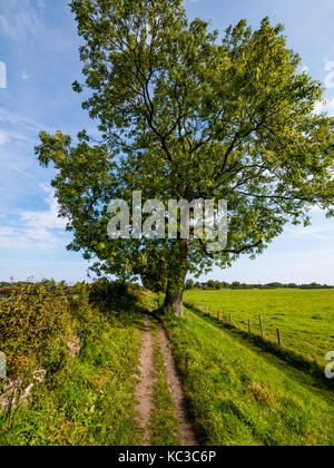 Silchester Città romana pareti, Silchester, Hampshire, Inghilterra Foto Stock