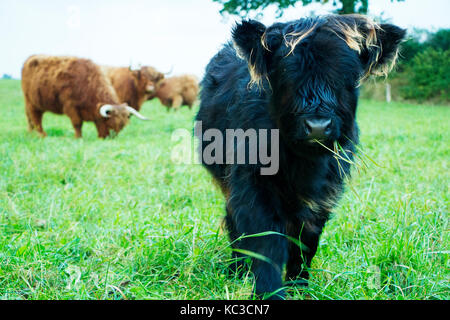 Nero highland mucca e vitello marrone highland vacche su erba verde campo. Foto Stock