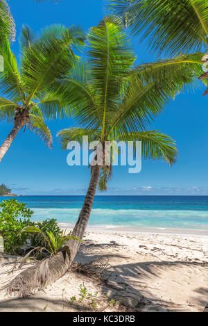 Le palme e la spiaggia tropicale Foto Stock