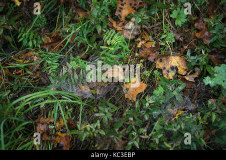 Foglie e ciottoli caduti sull'erba Foto Stock