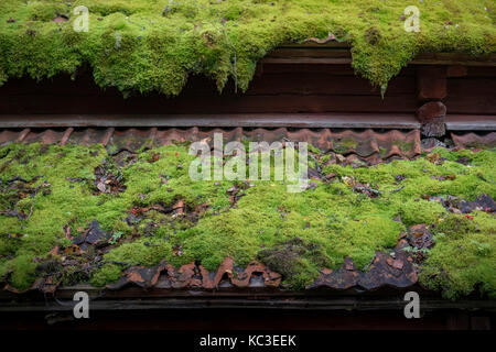 Verde muschio cresce su vecchio tetto di tegole Foto Stock