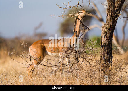 Gerenuk femmina (Litocranius walleri) mangiare acacia il ramo di un albero Samburu riserva nazionale, Kenya, Africa orientale Foto Stock