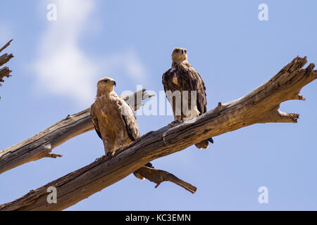 Una coppia di Tawny eagle (aquila rapax) sul ramo di albero, Samburu riserva nazionale, Kenya, Africa orientale Foto Stock