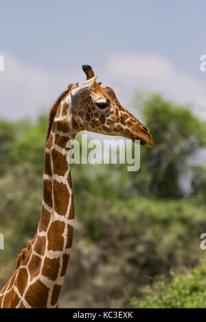 Giraffe reticolate (Giraffa camelopardalis reticulata), Samburu National Game Park Riserva, Kenya, Africa orientale Foto Stock