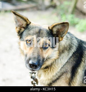 Cane giocando fuori sorrisi Foto Stock