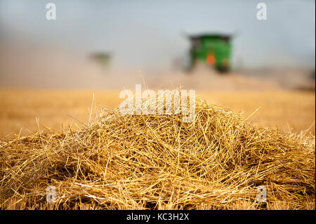 In prossimità del grano in una fattoria a Breckenridge, North Dakota Foto Stock