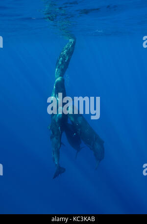 Pod di capodoglio di vitelli e giovani in un gruppo sociale, Oceano Indiano, a nord ovest di Mauritius. Foto Stock