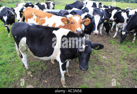I vitelli in campo a Ufford, Suffolk, Inghilterra, Regno Unito Foto Stock
