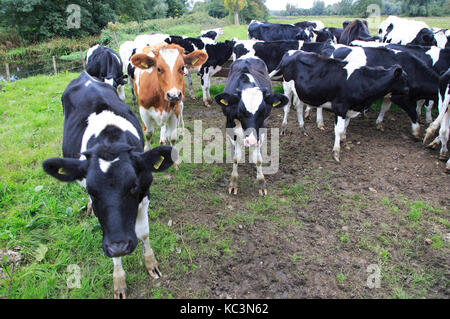 I vitelli in campo a Ufford, Suffolk, Inghilterra, Regno Unito Foto Stock