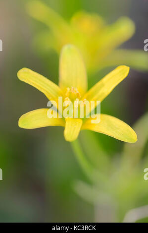 Stella gialla di Betlemme, Renania settentrionale-Vestfalia, Germania / (Gagea lutea) | Wald-Gelbstern, Nordrhein-Westfalen, Deutschland / (Gagea lutea) Foto Stock