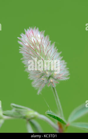 Trifoglio Haresfoot, Renania settentrionale-Vestfalia, Germania / (Trifolium arvense) | Hasenklee, Nordrhein-Westfalen, Deutschland Foto Stock