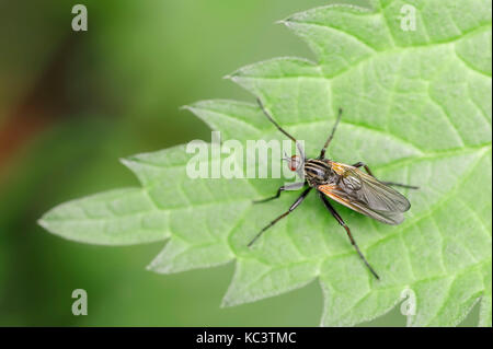 Iddip Fly, Renania settentrionale-Vestfalia, Germania / (Empis tesselata) | Tanzfliege, Nordrhein-Westfalen, Deutschland / (Empis tesselata) Foto Stock