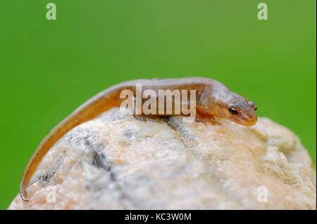 Newt liscia, femmina, Renania settentrionale-Vestfalia, Germania / (Lissotriton vulgaris, Triturus vulgaris) | Teichmolch, weiblich, Renania settentrionale-Vestfalia Foto Stock