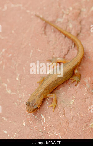 Newt liscia, femmina, Renania settentrionale-Vestfalia, Germania / (Lissotriton vulgaris, Triturus vulgaris) | Teichmolch, weiblich, Renania settentrionale-Vestfalia Foto Stock