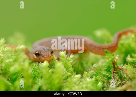 Newt liscia, femmina, Renania settentrionale-Vestfalia, Germania / (Lissotriton vulgaris, Triturus vulgaris) | Teichmolch, weiblich, Renania settentrionale-Vestfalia Foto Stock