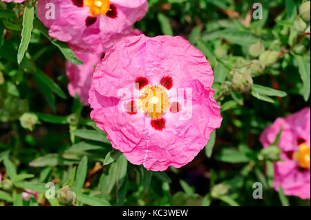 Orchid cisto, Provenza, Francia meridionale / (Cistus x purpureus) | Pupur-Zistrose / (Cistus x purpureus) Foto Stock