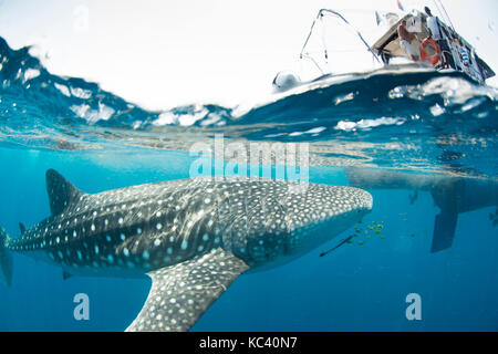 SQUALI BALENA NELLE ACQUE LIMPIDE DI NOSY BE IN MADAGASCAR Foto Stock