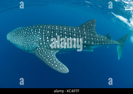 SQUALI BALENA NELLE ACQUE LIMPIDE DI NOSY BE IN MADAGASCAR Foto Stock