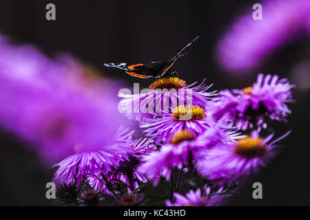 Farfalle impollinare l'aestri violetta, in estate in giardino. Foto Stock