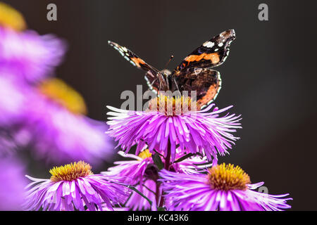 Farfalle impollinare l'aestri violetta, in estate in giardino. Foto Stock