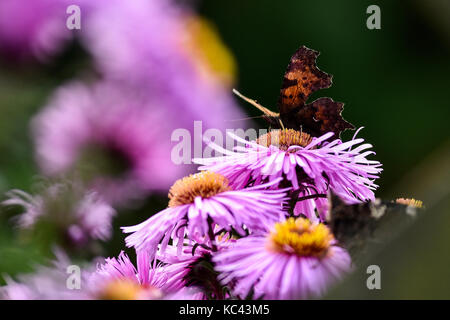 Farfalle impollinare l'aestri violetta, in estate in giardino. Foto Stock