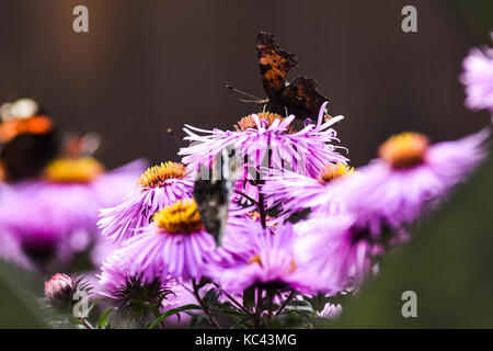 Farfalle impollinare l'aestri violetta, in estate in giardino. Foto Stock