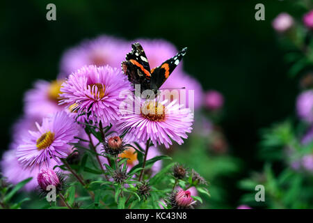 Farfalle impollinare l'aestri violetta, in estate in giardino. Foto Stock