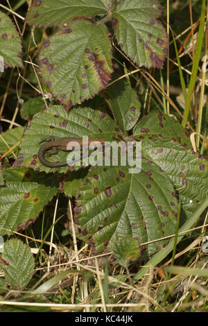 Lucertola comune (Lacerta vivipara), scaldandosi, herefordshire, England, Regno Unito Foto Stock