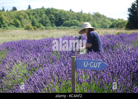 U-Cut di campi di lavanda e fattorie - Sequim, WA. Stati Uniti d'America Foto Stock